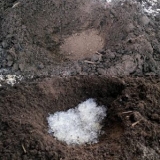 Astilba presađuje u proljeće, u jesen na drugo mjesto